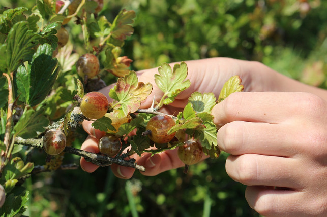 Stachelbeeren schneiden Eine Anleitung zum Zurückschneiden Utopia de