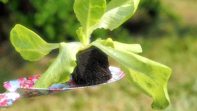 Salat Pflanzen Einfache Anleitung Vom Anbau Bis Zur Ernte Utopia De