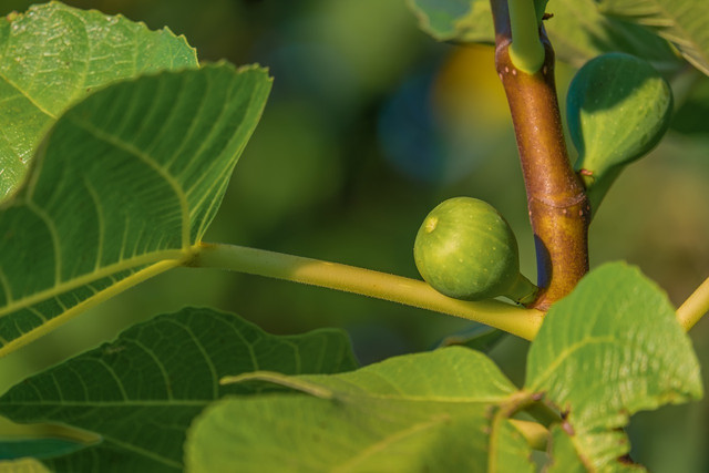 Feigenbaum Pflanzen Pflegen Und Vermehren So Geht S Utopia De