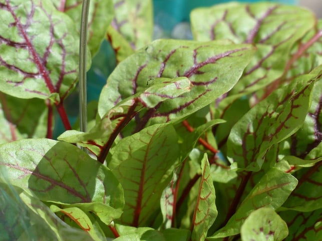 sauerampfer-wird-schon-lange-als-heilkraut-verwend-cc0-pixabay-hans-240529_download Sauerampfer wird schon lange als Heilkraut verwendet.