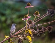 Verblühte Stauden sollte man im Herbst nicht abschneiden