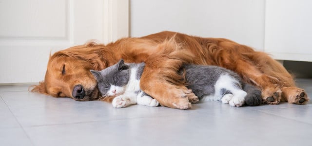 Fellwechsel Hund und Katze