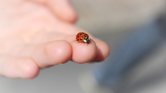 marienkaefer-haus-pb Was tun, wenn Marienkäfer ins Haus gelangen?