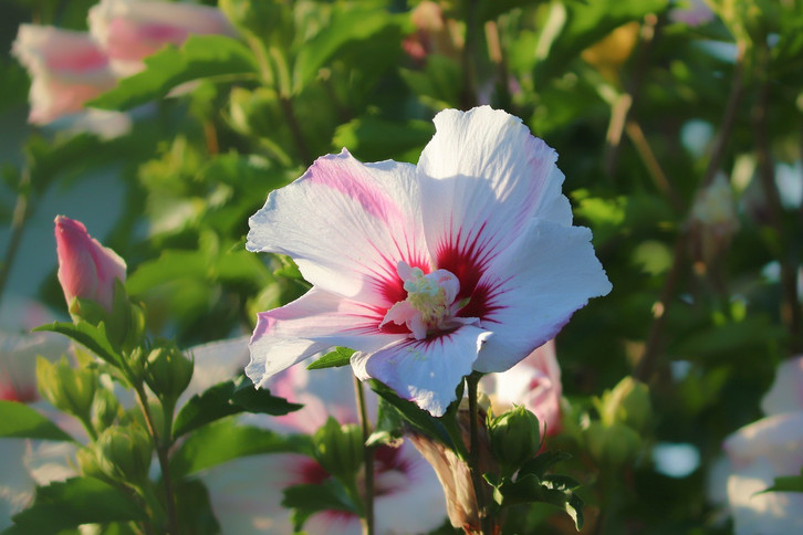Hibiskus blht nicht: Daran kann es liegen - Utopia.de