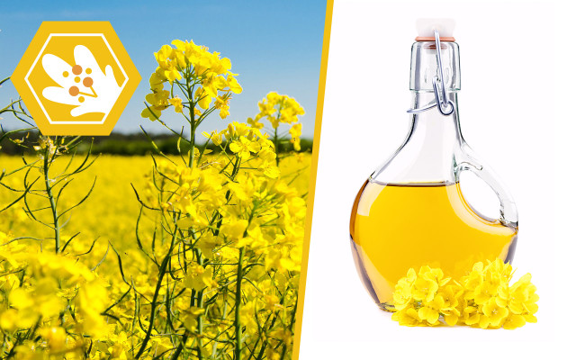 bienensterben-auswirkung-pflanzenoel-cpb-Pixaline-180515-1280x800 Bienensterben: Dinge, die es nicht mehr gibt, wenn die Bienen sterben.