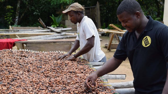 gebana_kakao Schokolade - Angry Gorilla