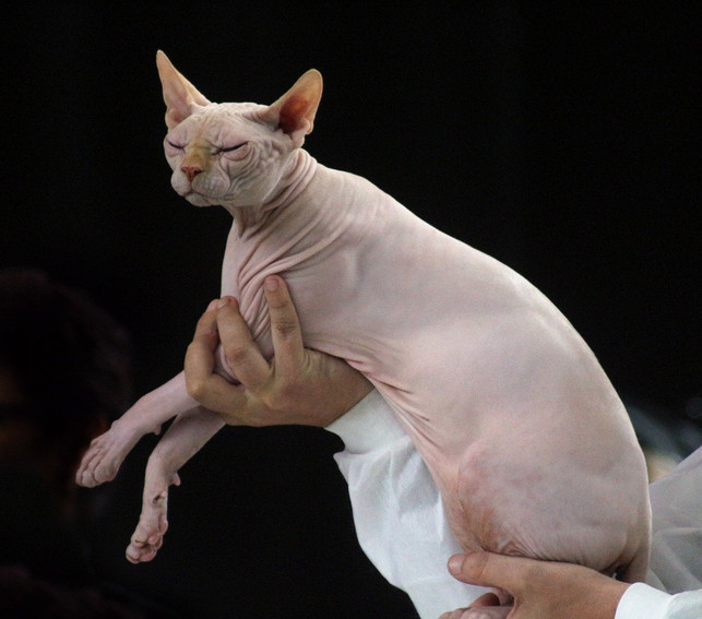 nacktrassen-wie-der-nacktkatze-fehlen-aufgrund-von-cc0-pixabay-xaya-200104_download Nacktrassen wie der Nacktkatze fehlen aufgrund von Qualzucht Fell und Tasthaare