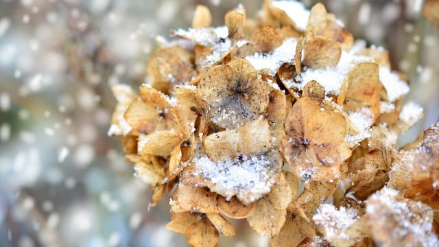 winterharte-kuebelpflanzen-cc0-pixabay-congerdesign-200924 winterharte kübelpflanzen