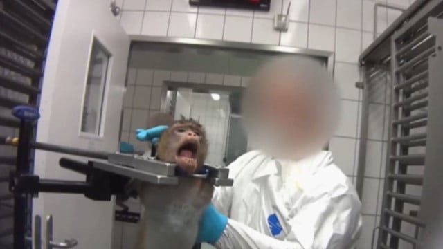 tierversuche-lpt-s-youtube-soko tierschutz-191014-1280x720 Tierversuche, Soko Tierschutz, Affe, Hund, LPT