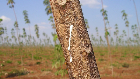 naturkautschuk-cc0-pixabay-simon-181006 naturkautschuk