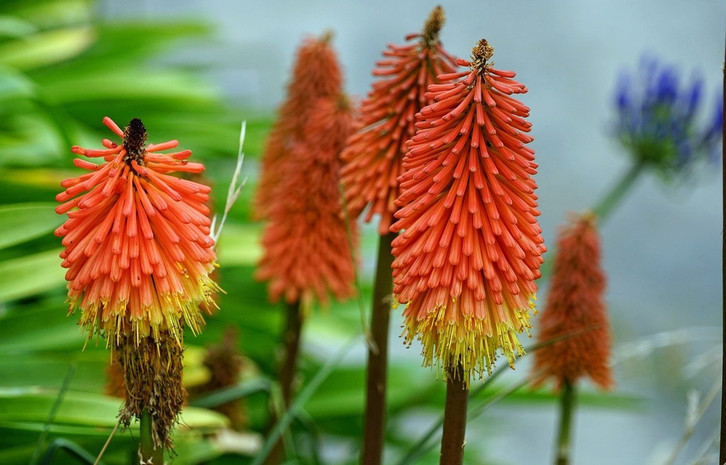aquarium dünger Dennerle Plant Care Pro