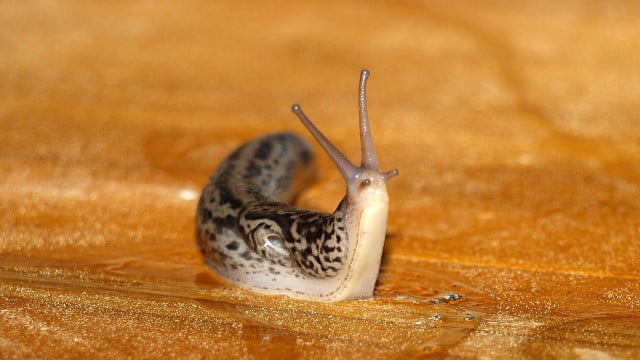 tigerschnecken-cc0-pixabay-ariesa66-240718 Tigerschnecken