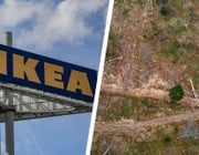 Bericht: Für Ikea-Möbel werden europäische Urwälder abgeholzt