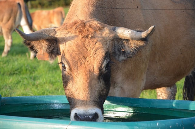 auch-tiere-muessen-regelmaessig-trinken-und-essen-cc0-pixabay-jaclou-dl-200302_download Auch Tiere müssen regelmäßig trinken und essen.