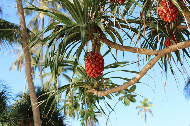 pandan-waechst-vor-allem-in-suedostasien-und-hat-ein-cc0-pixabay-katgalamay-220629_download Pandan wächst vor allem in Südostasien und hat eine demtentsprechend schlechte Ökobilanz.