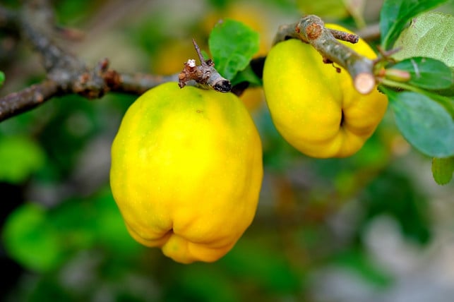 die-herbstmonate-sind-die-beste-zeit-um-eigenen-q-cc0-pixabay-music4life-190726_download Die Herbstmonate sind die beste Zeit, um eigenen Quittensaft herzustellen.