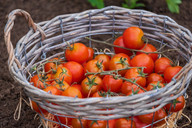 in-koerben-ist-die-belueftung-fuer-tomaten-besonders-cc0-pixabay-nickype-200626_download In Körben ist die Belüftung für Tomaten besonders gut.
