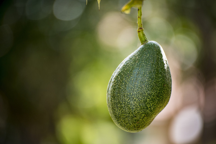 Avocado-Pflanze pflegen: So wchst der Baum auch bei dir - Utopia.de