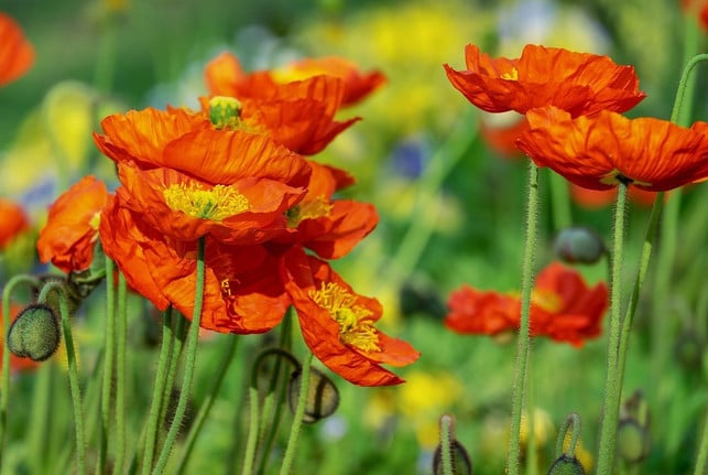 klatschmohn-ist-ein-farbenfroher-und-pflegeleichte-cc0-pixabay-couleur-210127_download Klatschmohn ist ein farbenfroher und pflegeleichter Sommerblüher.