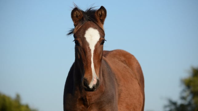 WV-Leben-aendern-soledad-lorieto-unsplash-240221-1024x576-2 Bojack Horseman ist eine Cartoon-Serie spielt in einer Welt, in der Menschen und Tiere zusammenleben