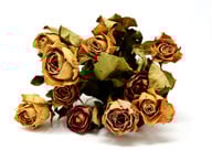 am-einfachsten-kannst-du-rosen-an-der-luft-trockne-cc0-pixabay-alexas_fotos-200422_download Rosen kannst du auch im Backofen konservieren.