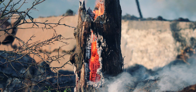 Waldbrände in USA und Amazonas: Negative Bilanz in der CO2-Kompensation