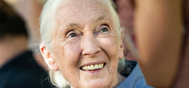 Schimpansenforscherin Jane Goodall verstorben: Sie kämpfte unermüdlich für Arten- und Umweltschutz
