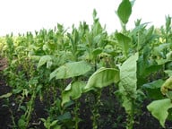 Neonikotinoide sind künstlich hergestellte Wirkstoffe der Tabakpflanze.