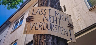 Bäume gießen: Ist das sinnvoll?
