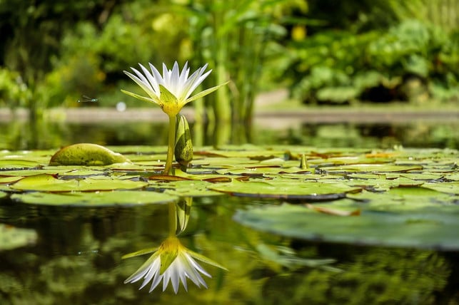 Seerose Pflanzen, Pflegen und Wissenswertes Utopia.de