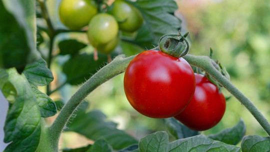 tomaten-rueckschnitt-cc0--pixabay--kathas_fotos-250721 tomaten rückschnitt