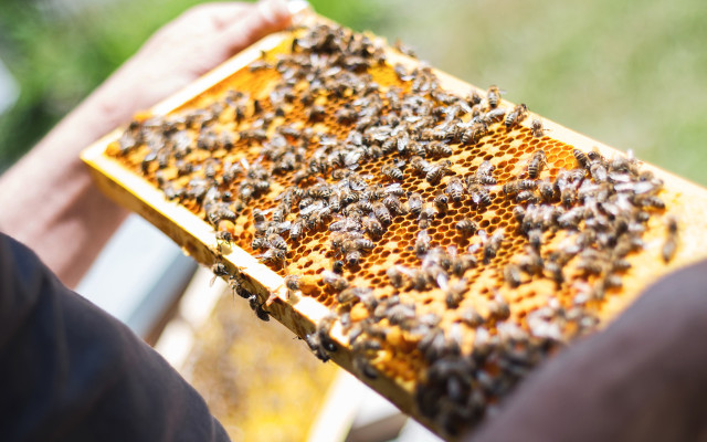 bienen-helfen-imker-werden-pb-cc0-170418-1280x800 Bienen helfen: Selbst Imker werden