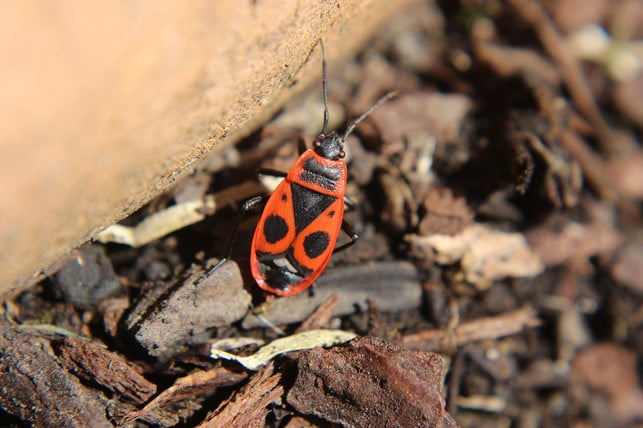 wenn-du-feuerwanzen-bekaempfen-willst-solltest-du-cc0-pixabay-furbymama-190924_download Wenn du Feuerwanzen bekämpfen willst, solltest du beachten, dass die Insekten sehr nützlich sein können.