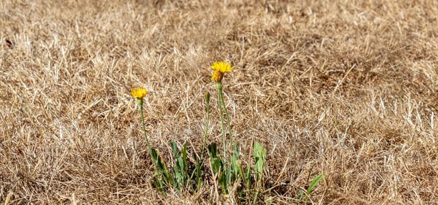 rasen braune flecken