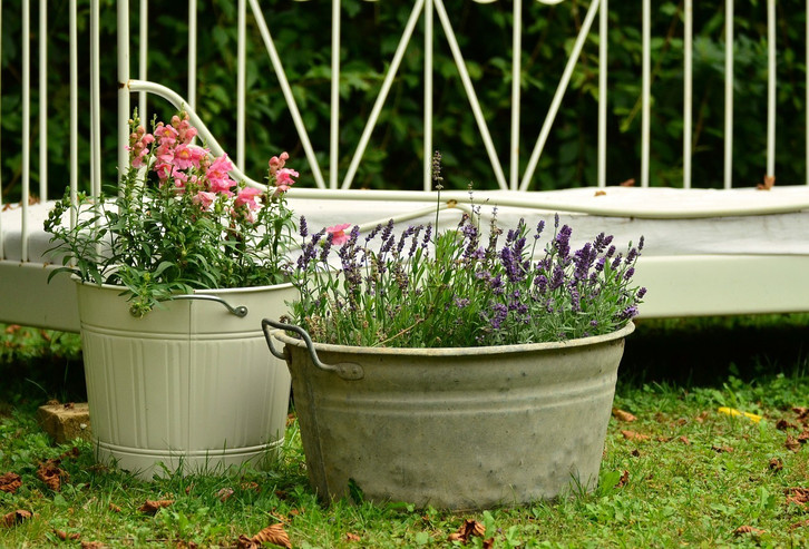 Lavendel: Pflanzen und pflegen - die besten Tipps - Utopia.de