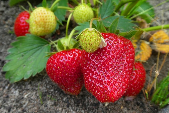 fuer-saftige-fruechte-ist-es-wichtig-erdbeeren-oft-cc0-pixabay-elsemargriet-230726_download Damit sich saftige Früchte bilden, ist es wichtig, Erdbeeren oft genug zu gießen.