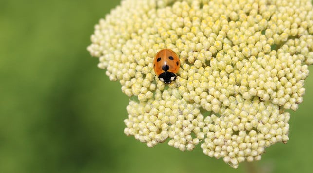 die-goldgarbe-ist-eine-insektenfreundliche-pflanze-cc0-pixabay-noname_13-231229_download Die Goldgarbe ist eine insektenfreundliche Pflanze.