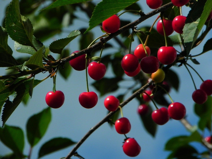 Tart cherries can help with sore muscles because they are anti-inflammatory.