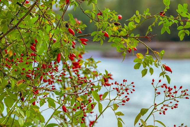 hagebutten-kannst-du-sowohl-als-strauch-als-auch-a-cc0-pixabay-couleur-201022_download Hagebutten kannst du sowohl als Strauch als auch als Hecke pflanzen.