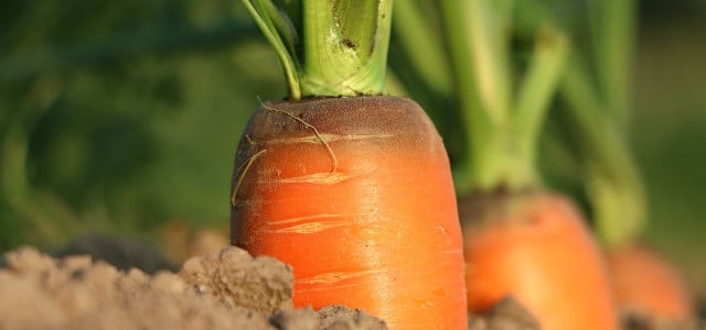 bio-vegane Landwirtschaft
