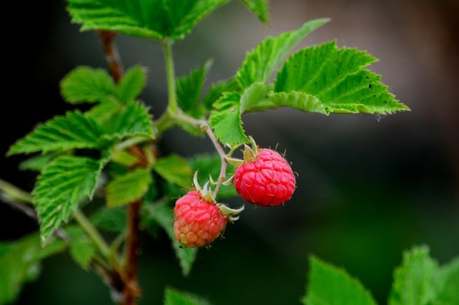 cc0-pixabay-stones-190327_download Himbeeren zu pflanzen ist nicht schwer. Die Beerenfrüchte sind auch sehr pflegeleicht.