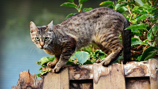 katzenurin-entfernen-cc0-pixabay-mabelamber-190224 katzenurin entfernen