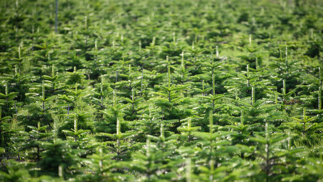 weihnachtsbaeume-pestizide-dpa-231220-1280x720 Junge Nordmanntannen wachsen in einer Plantage. Umweltschützer kritisieren den Einsatz von Pflanzenschutzmitteln auf Weihnachtsbaum-Plantagen.