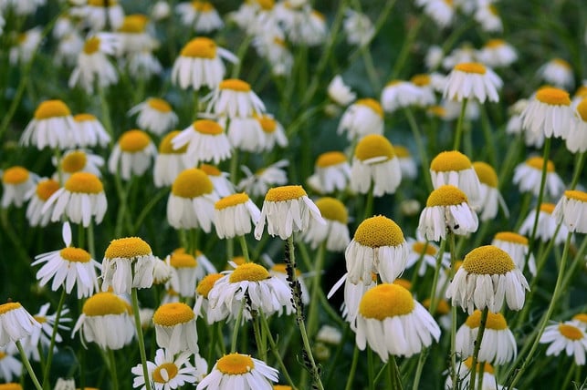 kamille-ist-vielseitig-anwendbar-auch-bei-uebelkei-cc0-pixabay-erwin66as-181229_download Kamillentee ist vielseitig anwendbar, auch bei Übelkeit.