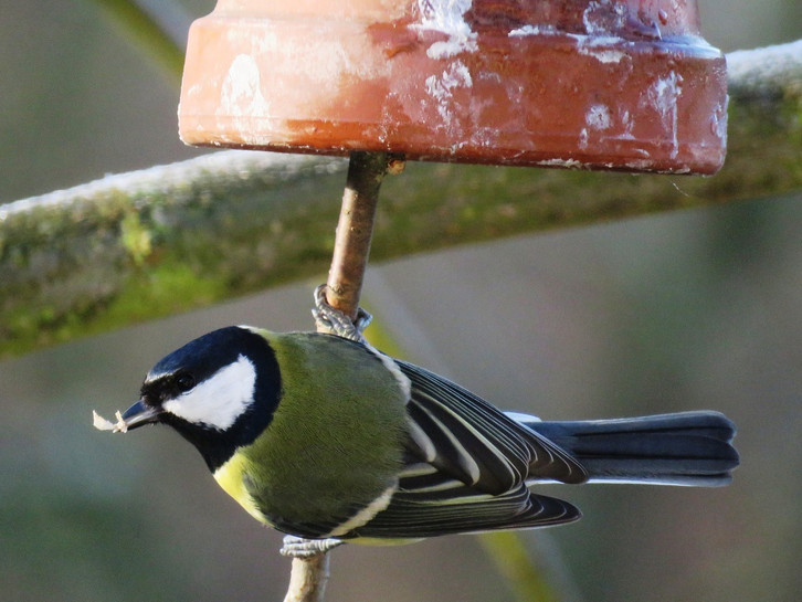 Vogelfutter selbst machen: Mischung mit heimischen Zutaten - Utopia.de