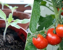 Tomaten pflanzen auf dem Balkon: So klappt’s!