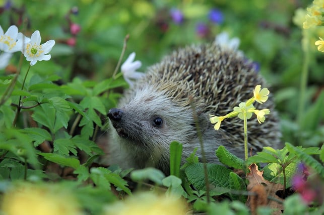 sollte-man-igel-ganzjaehrig-fuettern-einiges-sprich-cc0-pixabay-tomaszproszek-241015_download Sollte man Igel ganzjährig füttern? Einiges spricht dafür, anderes dagegen.