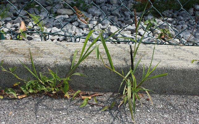 Hühnerhirse im Garten bekämpfen So gelingt es Utopia.de