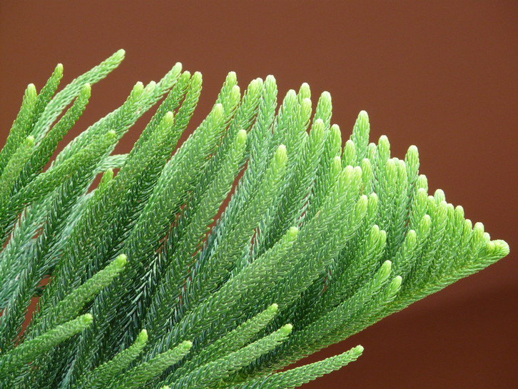 regionales saatgut kaufen Gartengeschenk Pflanzset: Saatgut, Erntegefäß & Pflanzholz main image 1