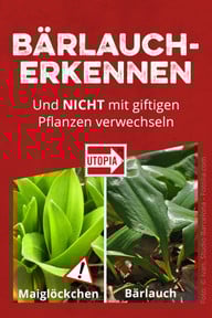 Bärlauch erkennen und nicht mit giftigen Pflanzen verwechseln Wer für Bärlauch Pesto und andere Bärlauch Rezepte frischen Bärlauch selber sammeln will, sollte vorsichtig sein. Giftige Maiglöckchen kann man leicht mit dem leckerem Bärlauch verwechseln, auch giftige Herbstzeitlose sehen ihm ähnlich. Hier die Unterschiede in Bildern. #bärlauch #bärlauchsaison